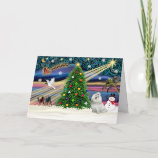 Xmas Magic-Maltese-cutie Holiday Card