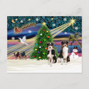 Xmas Magic-Tri-AussieShepPAIR-6-7 Holiday Postcard