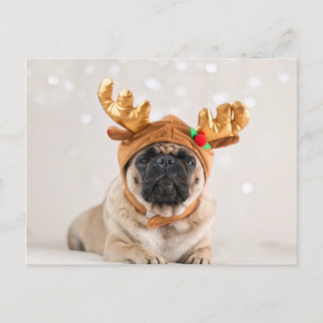 XMas Pug Holiday Postcard (Front)