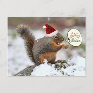 Xmas Squirrel in Snow Holiday Postcard