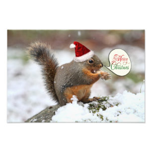 Xmas Squirrel in Snow Photo Print