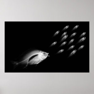 XRAY FISH CHASE BLACK GREY POSTER