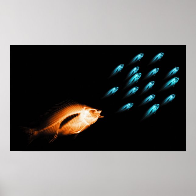 XRAY FISH CHASE BLACK ORIGINAL POSTER (Front)