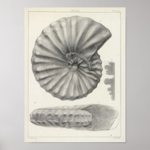 XX Cretaceous Poster