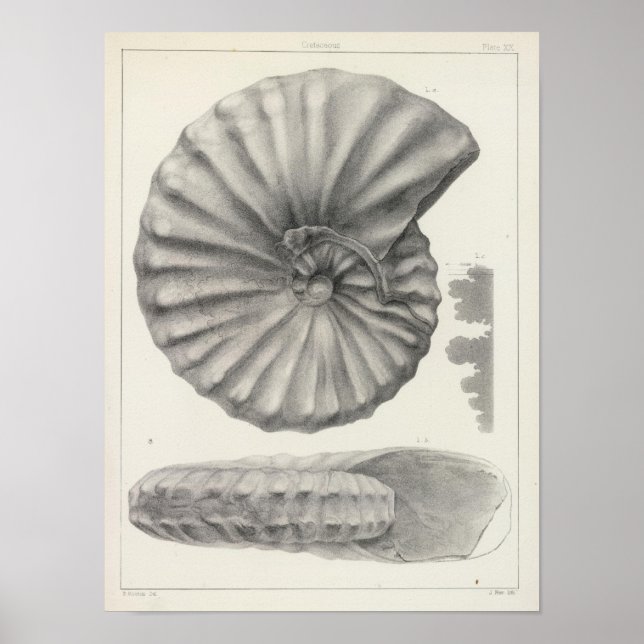 XX Cretaceous Poster (Front)