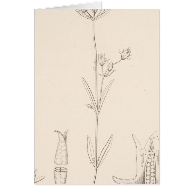 XXI Halenia rothrockii (Front)