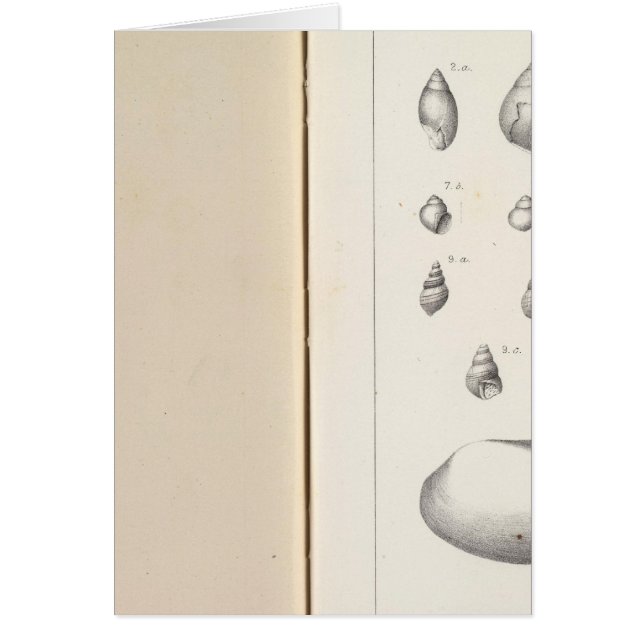 XXI Tertiary (Front)