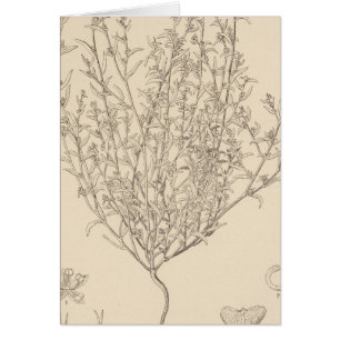 XXIV Atriplex wolfii