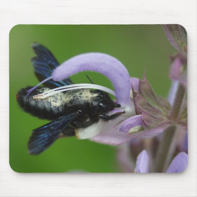 Xylocopa iris mouse pad (Front)