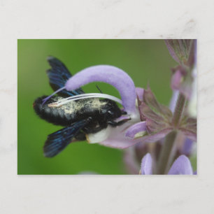 Xylocopa iris postcard