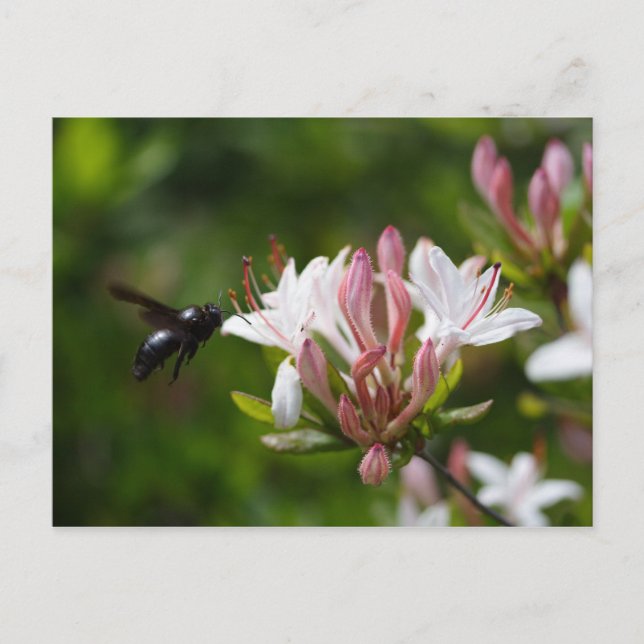 Xylocopa iris postcard (Front)