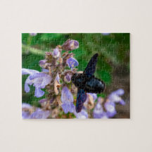 Xylocopa violacea