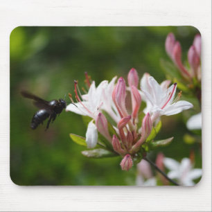 Xylocopa violacea mouse pad