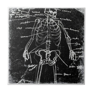 yaie tokyo human skeleton anatomy tile