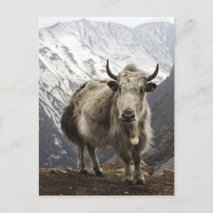Yak in Nepal Postcard