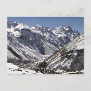 Yak near Mt. Jhomolari, Jangothang Jigme Dorji Postcard