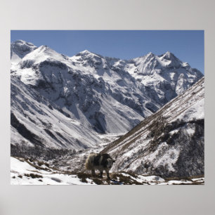 Yak near Mt. Jhomolari,  Jangothang Jigme Dorji Poster