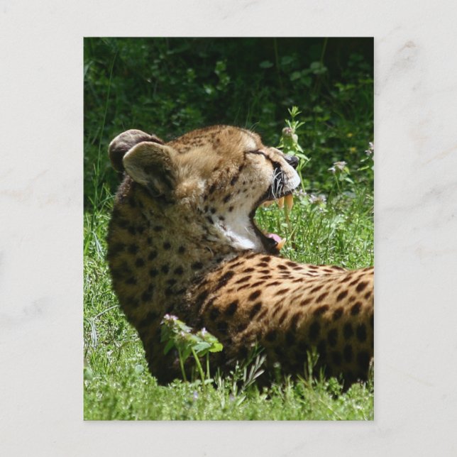 yakety yak postcard (Front)