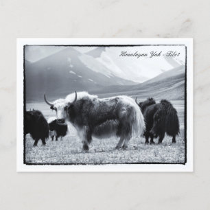 Yaks, Himalayas, mountain nomads Ladakh /Yak Tibet Postcard