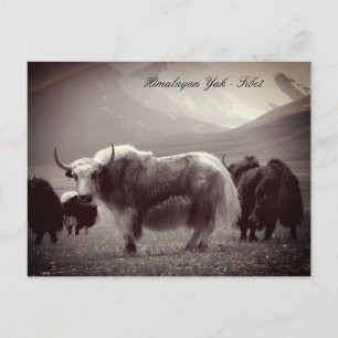 Yaks, Himalayas, mountains Ladakh /Tibet Yak Postcard