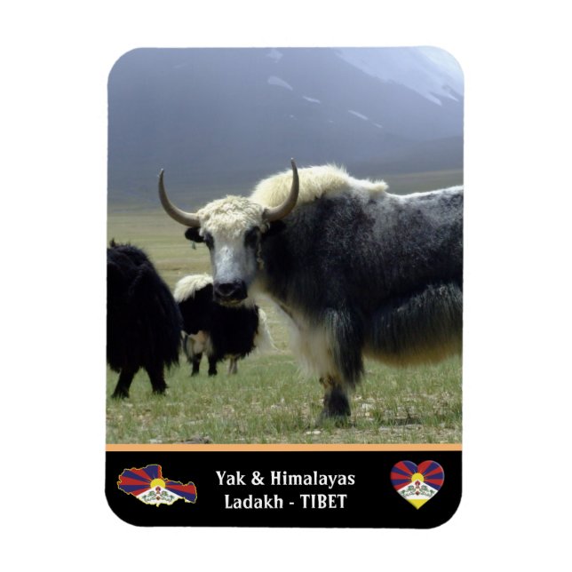 Yaks, Nomads of Himalayas - Tibet /Ladakh Magnet (Vertical)