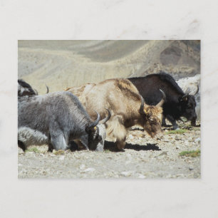 Yaks Postcard