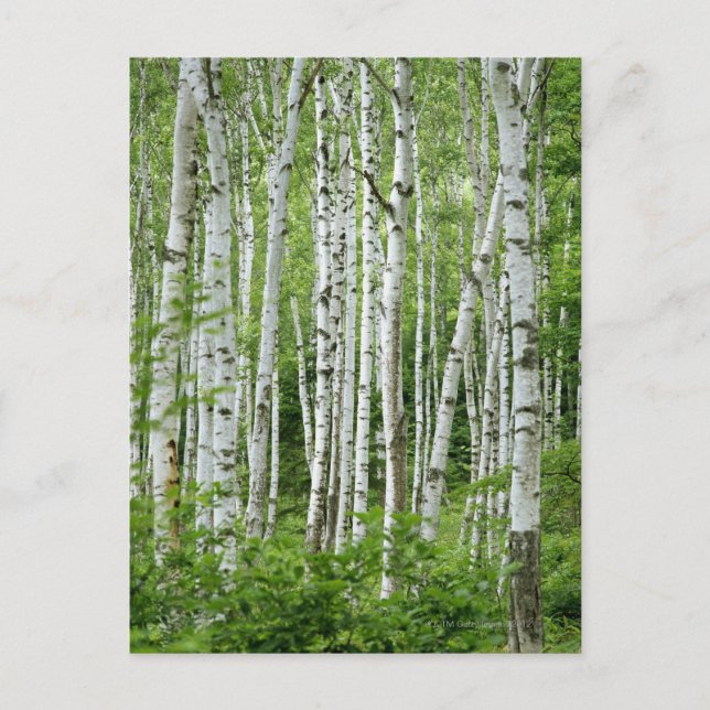 Yakumo-mura, Nagano Prefecture, Central Honshu Postcard (Front)