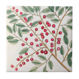 Yapon Holly Berries, Catesby Vintage Nature Art Tile