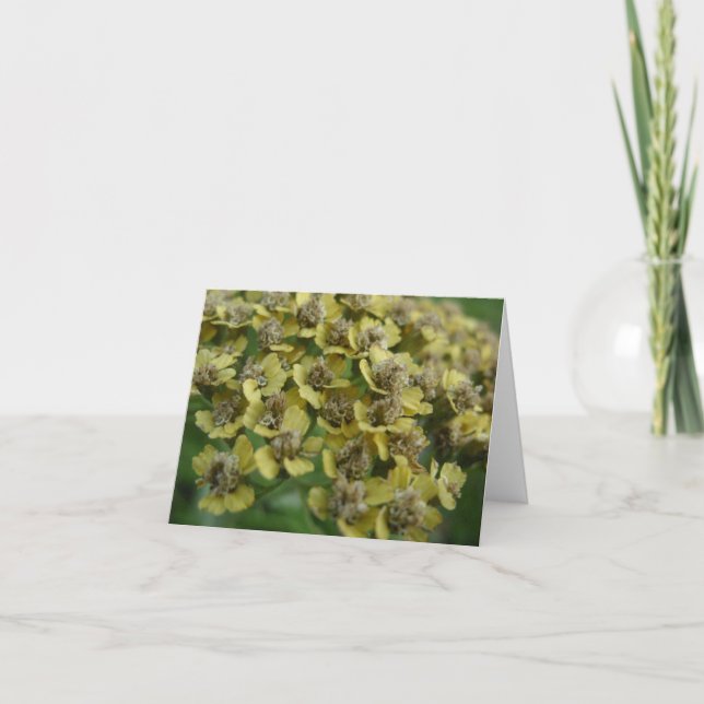 Yarrow notecard (Front)