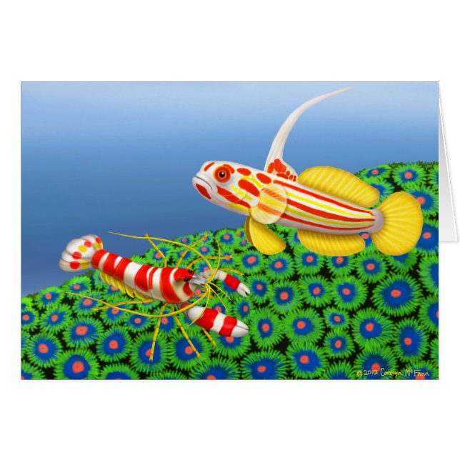 Yasha Hase Goby et carte de crevette de pistolet (Devant horizontal)