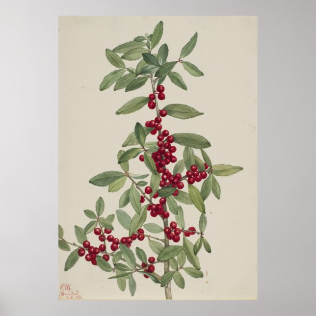 Yaupon (Ilex vomitoria) Poster (Front)
