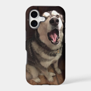 Yawning Alaskan Malamute Photograph