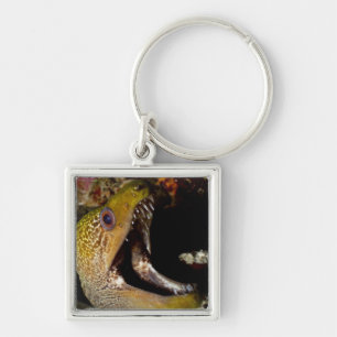 Yawning and intimidating mouth of a Yellowmargin Keychain