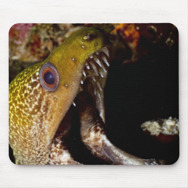 Yawning and intimidating mouth of a Yellowmargin Mouse Pad (Front)