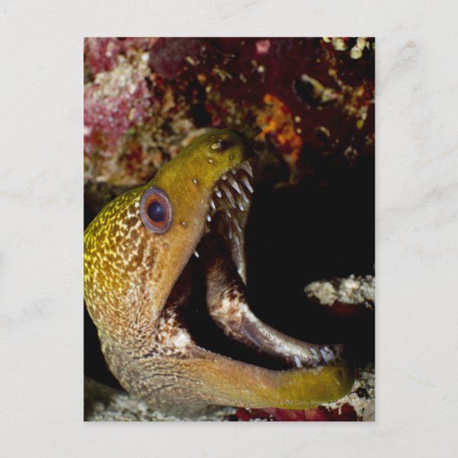 Yawning and intimidating mouth of a Yellowmargin Postcard (Front)
