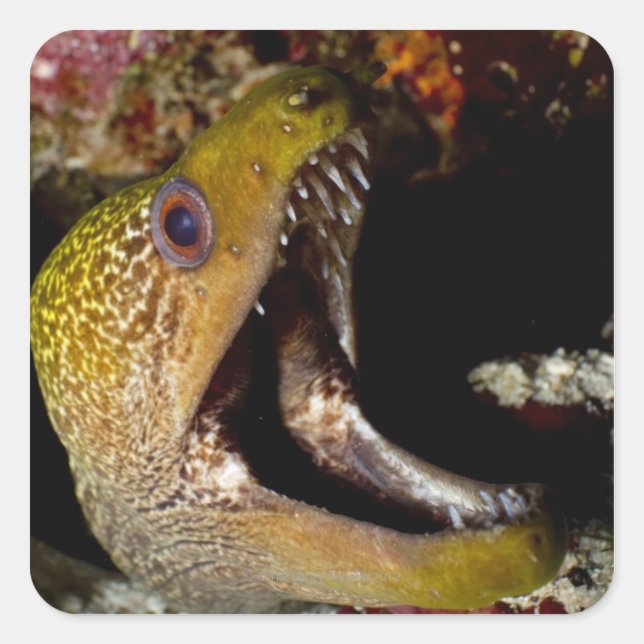 Yawning and intimidating mouth of a Yellowmargin Square Sticker (Front)