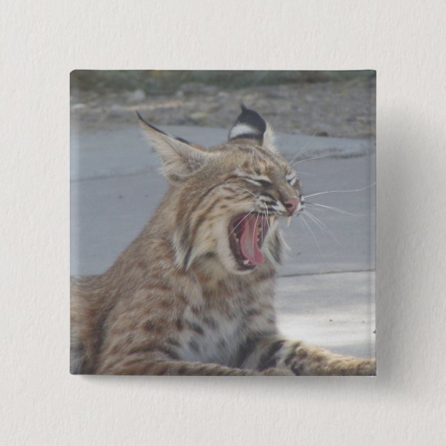 Yawning Bobcat 2 Inch Square Button (Front)