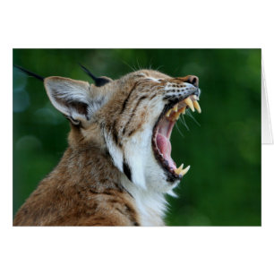 Yawning Bobcat Blank Card