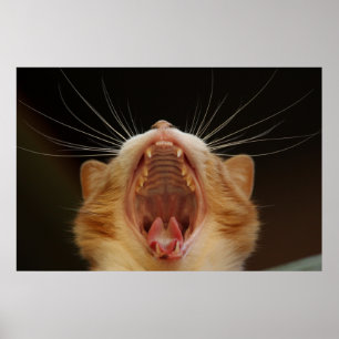 Yawning Cat Kitty, Kitten Photo Poster