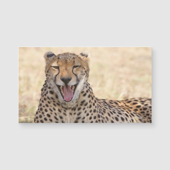 Yawning Cheetah (Front)