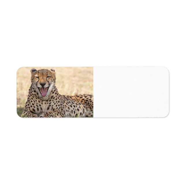 Yawning Cheetah (Front)