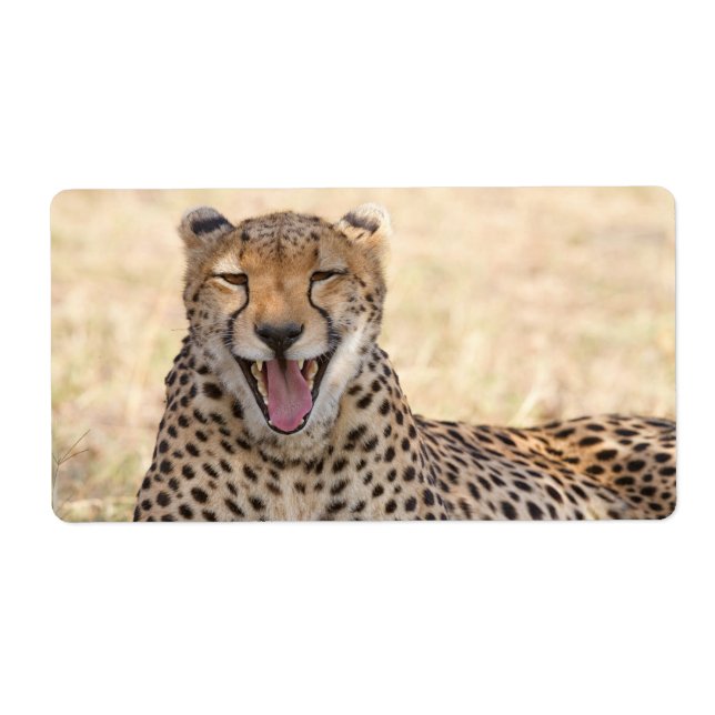 Yawning Cheetah (Devant)