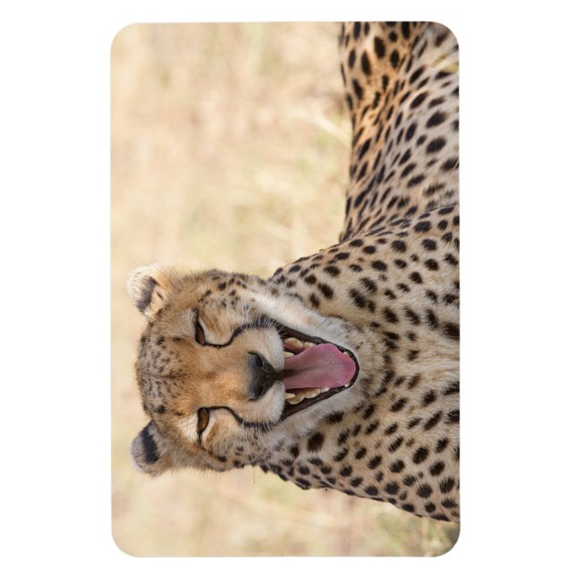Yawning Cheetah Magnet (Vertical)