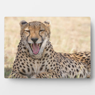 Yawning Cheetah Plaque