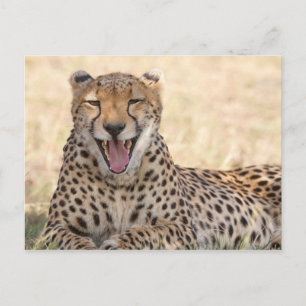 Yawning Cheetah Postcard
