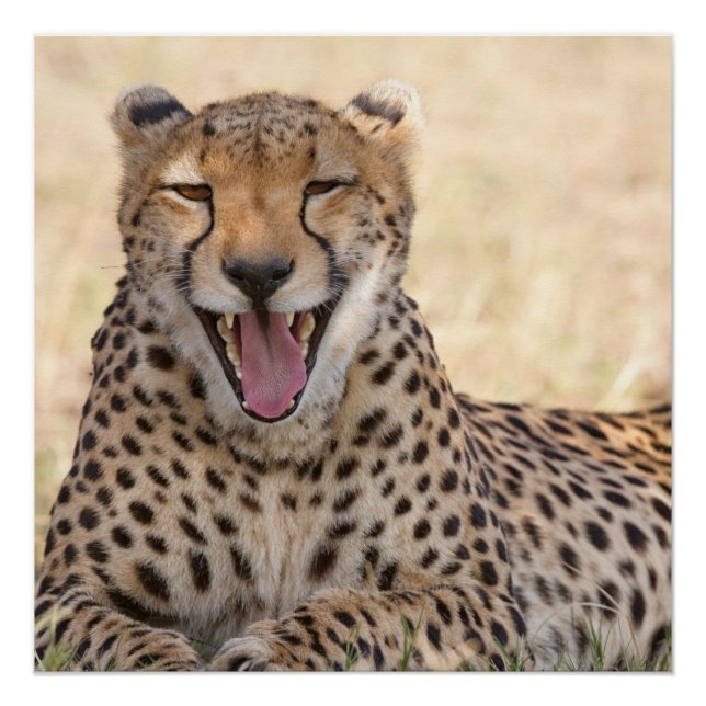 Yawning Cheetah Poster (Front)