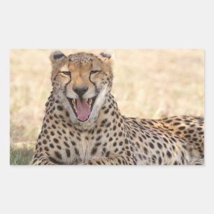 Yawning Cheetah Sticker