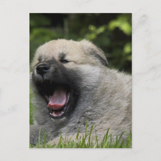 Yawning Chow Chow Postcard (Front)