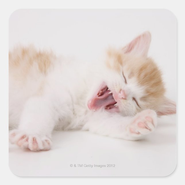 Yawning Kitten on White Background. Square Sticker (Front)