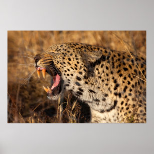 Yawning Leopard Shows Teeth Poster